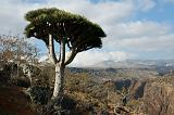 IMG_5278 Albero Sangue di Drago, Dixsam, Socotra